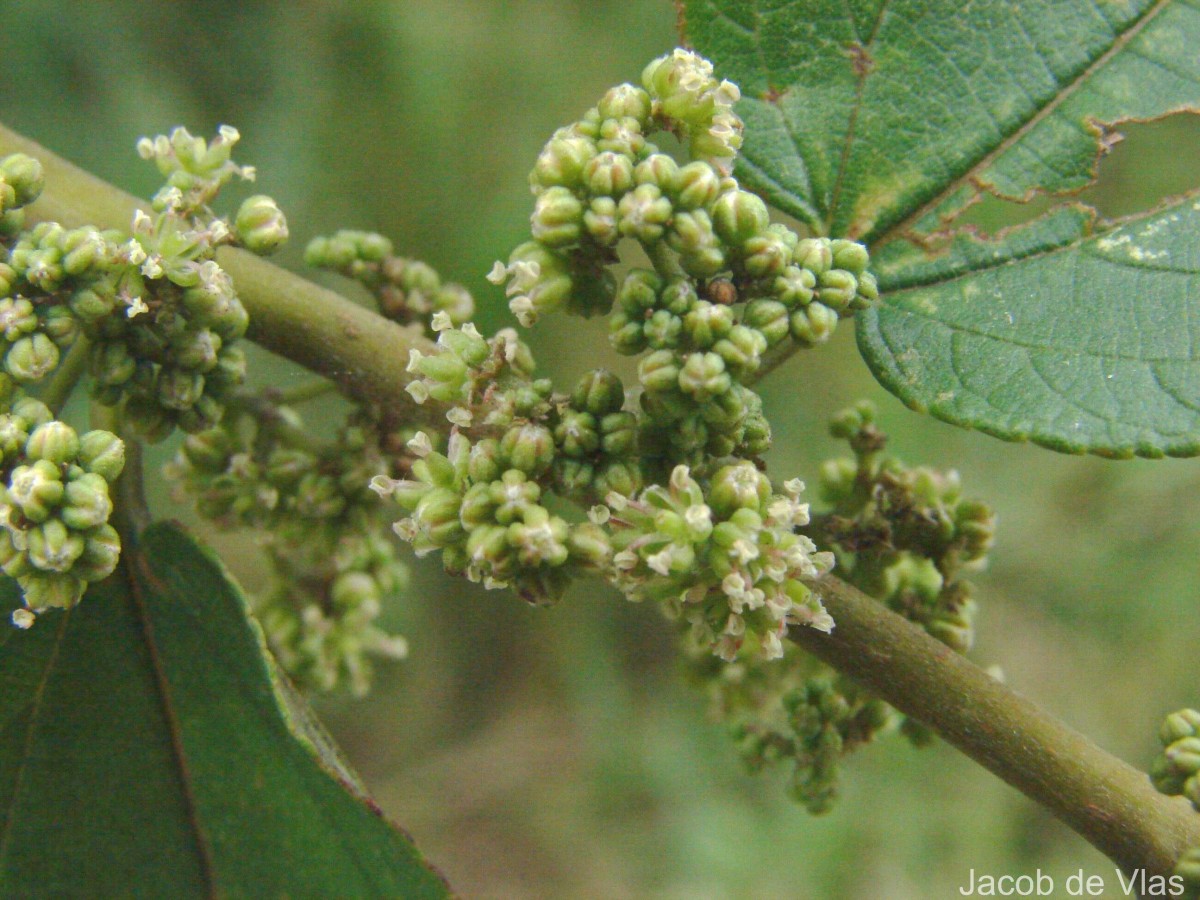 Trema orientale (L.) Blume